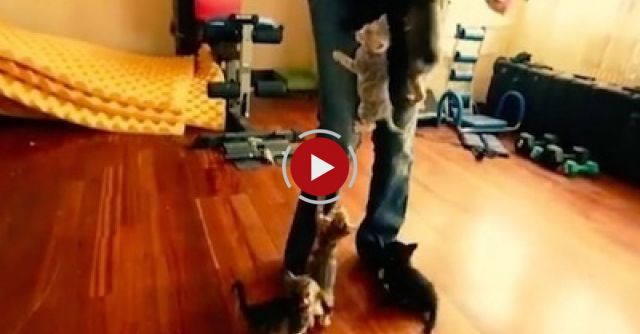 Kittens Climb Woman Like Tree