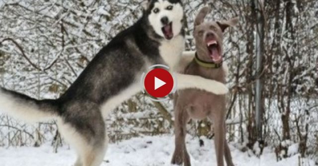 Dogs Discovering Snow