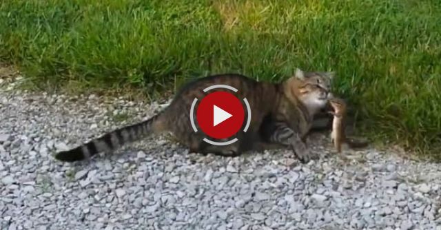Cat Attacked By Dinner, Chipmunk