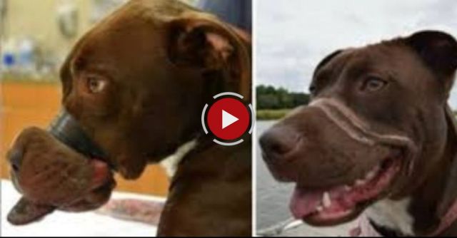 Dog's Best Day - Caitlyn