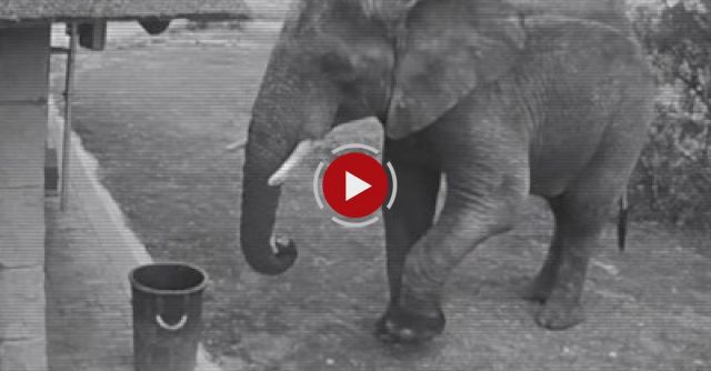 Elephant Caught On CCTV Cleaning Up The Trash
