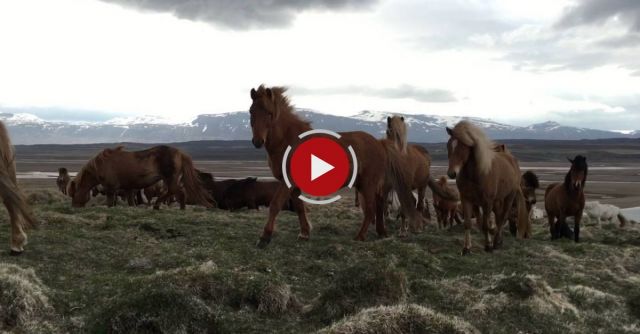 Icelandic Horses Are Super Friendly
