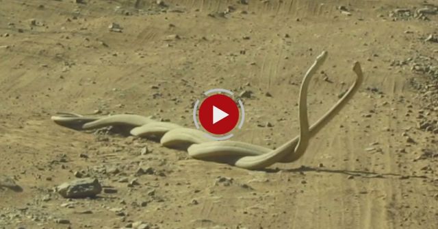 Watch World’s Deadliest Snakes Battle Over A Female