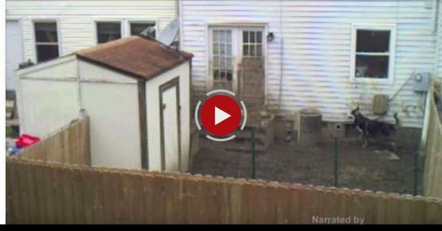 Justin Long Gives Voice To Lonely 'Outdoor Dogs'