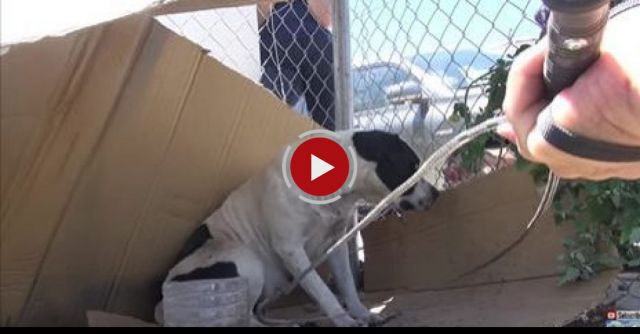 Mandi - Rescue Of A Homeless Pitbull Living In An Abandoned Yard.  This Sweetie Now Needs A Home.