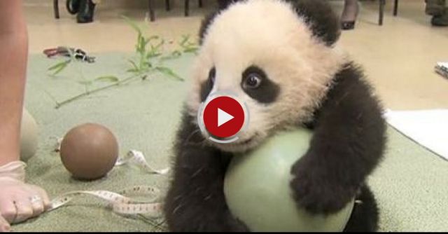 Distraction: Baby Panda Loves Ball