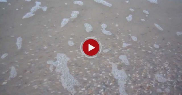 Coquina Clams Emerge To Feed & Breed 2707
