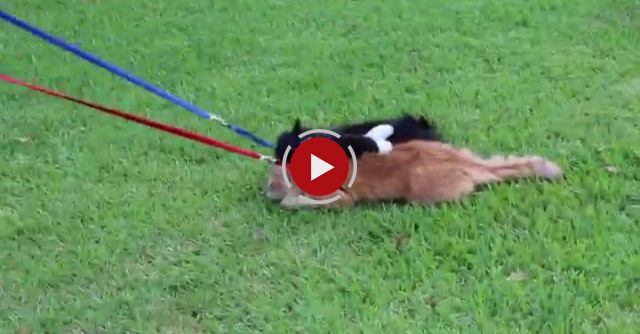 Simon The Cat Refuses To Dog