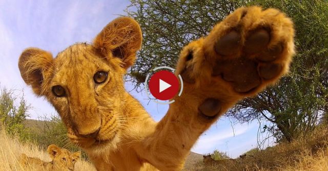 GoPro: Lion Cub Roar - TV Commercial