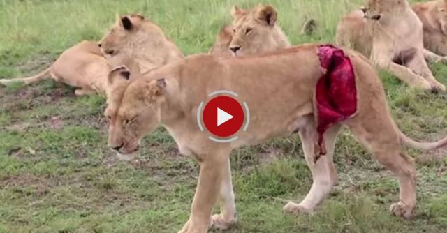 Graphic Footage Of Lioness Mauled By Buffalo