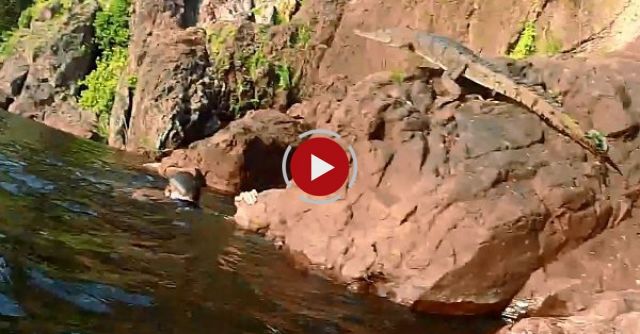 A Flying Crocodile Jumps At Felix!