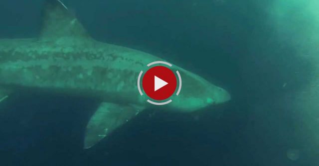 Swimming With Basking Sharks Off Long Island