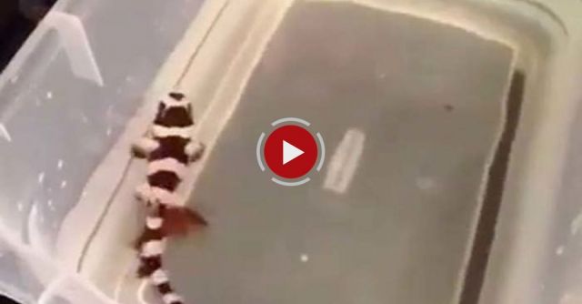 Shark Birth Like You've Never Seen Before!