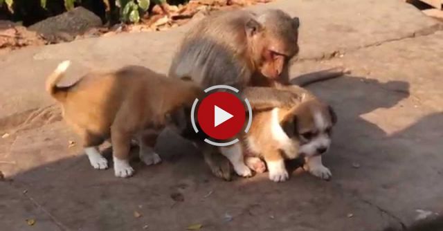 Monkey And Puppies Meet