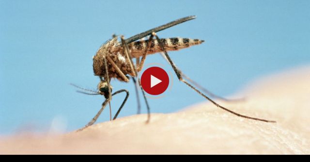 How To Make The Ultimate Mosquito Repellent