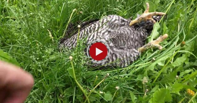 I Caught My Chicken Sleeping On The Job