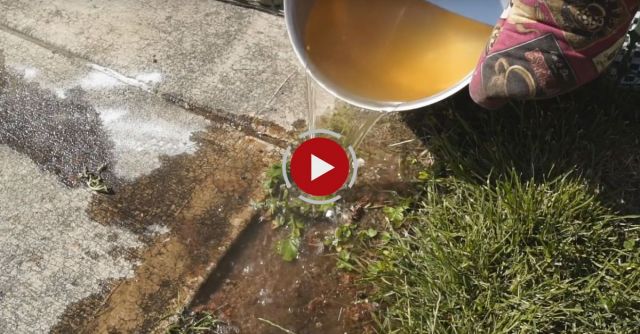 7 Genius Ways To Get Rid Of ANTS!