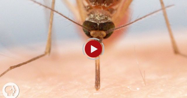 How Mosquitoes Use Six Needles To Suck Your Blood 