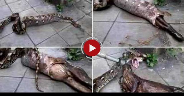 Snake Vomiting Out A Live Eaten Goat!!! Must Watch!!!