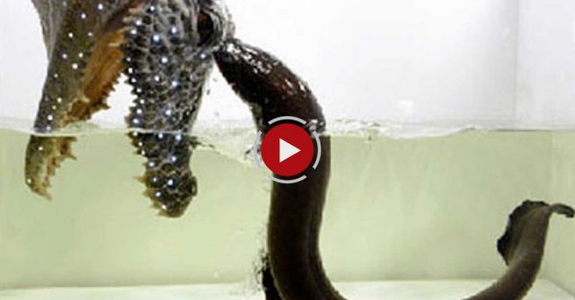 Electric Eels Make Leaping Attacks