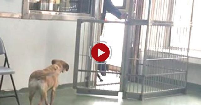 Puppy Reunion With Siblings Four Years After Adoption