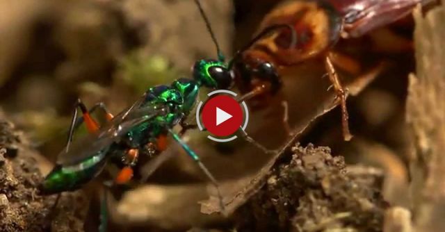 Beautiful Wasp Zombifies Cockroach