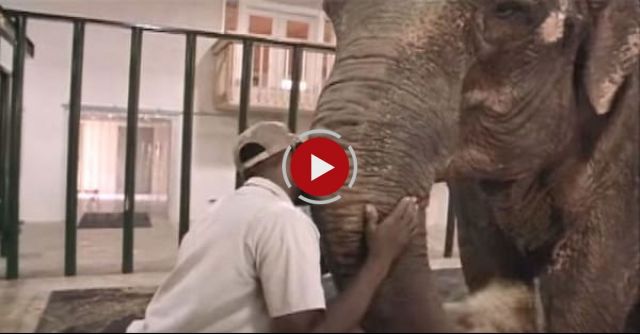 The Urban Elephant: Shirley's Story