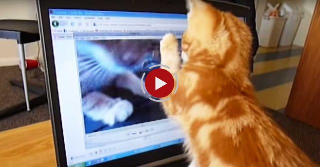 Confused Kitten Watching A Video Of Himself