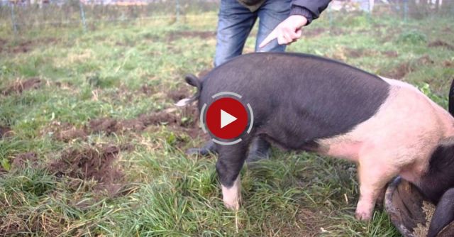 How To Straighten A Pigs Tail!