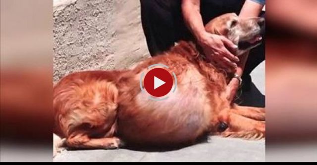 Dog Dumped, Has 46 Lb. Tumor Removed