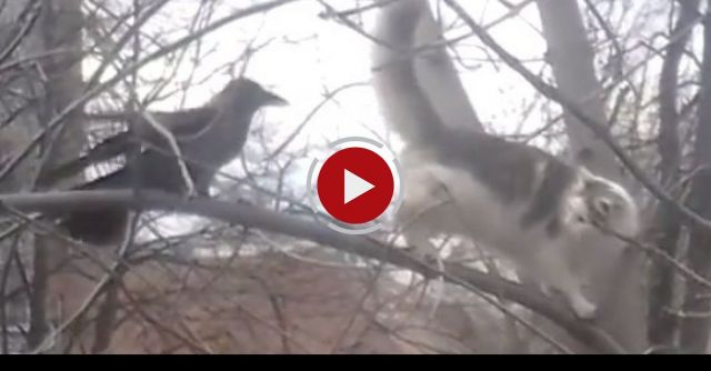 Crow Trolling The Cat