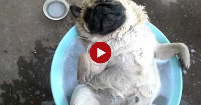 Relaxation At Its Finest | Dog Enjoys Water Time, Too