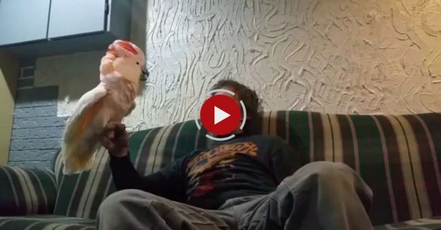 Full Throttle Cockatoo