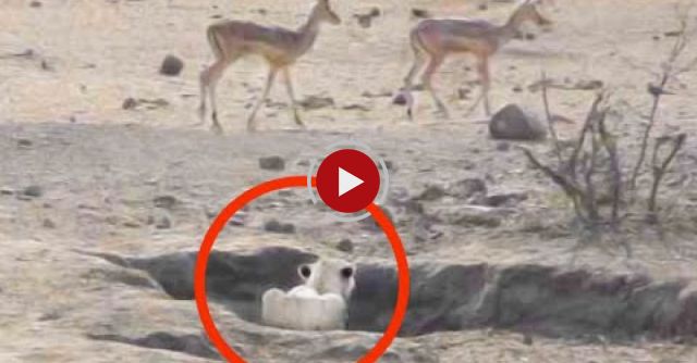 Worst Lion Hunt Fail Ever!
