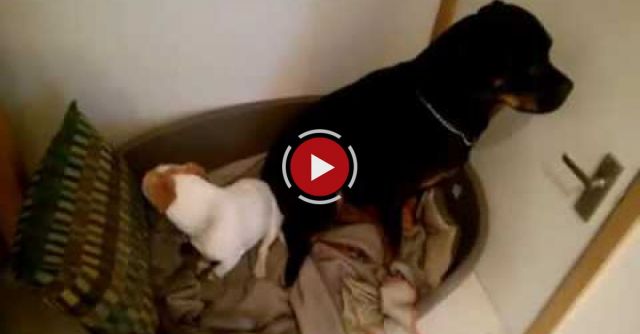 BB And April Being Really Sorry For Stealing The Dentastix