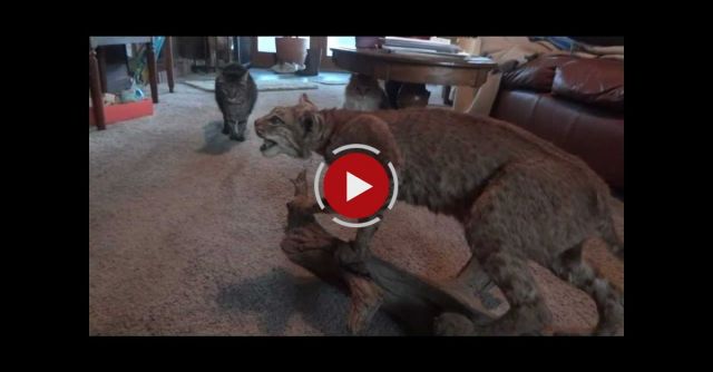 Four Cats, A Stuffed Bobcat, And A Dog Make A FUNNY Video!