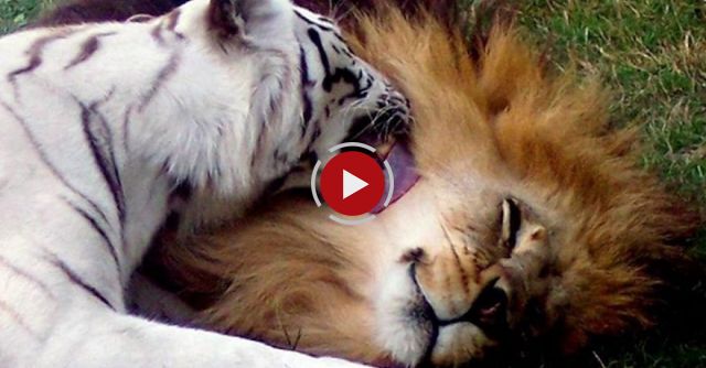 Lion + White Tiger = Cameron & Zabu!