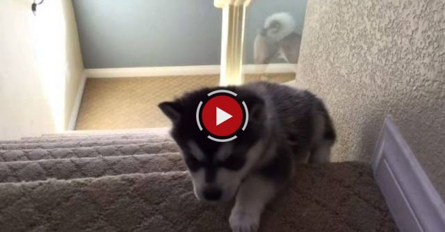 Husky Puppy Tumbles Down Stairs