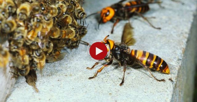 Giant Hornets Attacked Beehive   Oh My God!