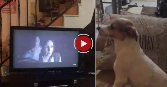 Dog Watching Conjuring 2, See The Reactions