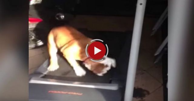 Excited Bulldog Jumps For Joy On Treadmill
