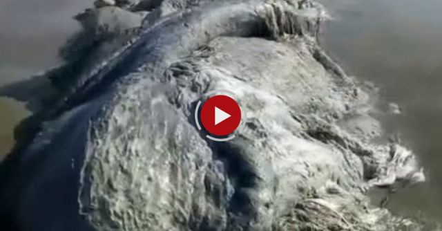 Weird Sea Creature In Acapulco 