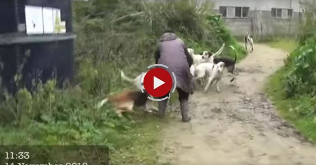 Fox Rescued From The Snapping Jaws Of Hounds