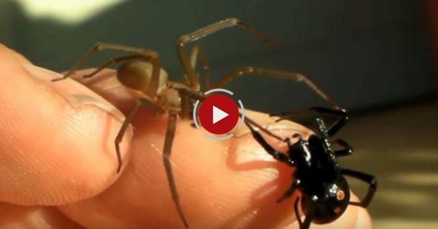 Brown Recluse And Black Widow On My Hand At The Same Time