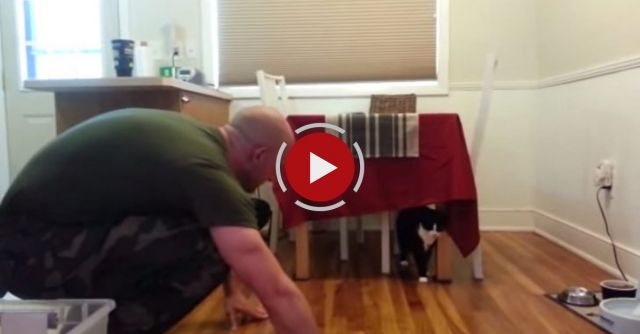 Cats Welcoming Home Soldiers 