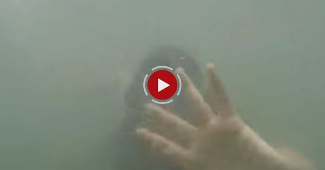 When You're Swimming With Your Daughter And A Shark Swims Past...