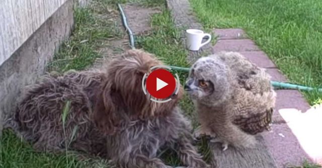Owl Love For A Dog