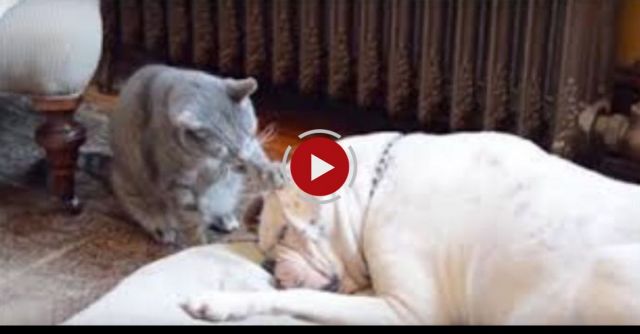 Adorable Cat Tries To Wake Up Sleepy Dog | CatNips