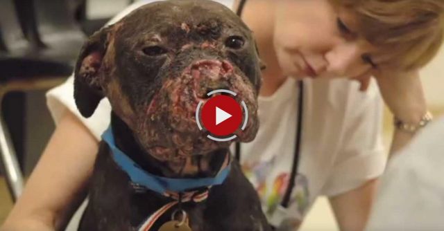 The Face Of Dogfighting: One Dog's Incredible Journey