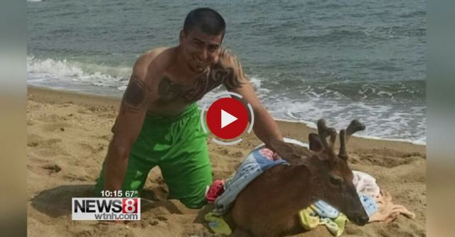 Deer Rescued After It Was Found Swimming In Long Island Sound